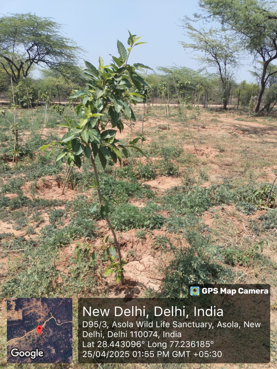 Assisted Natural Regeneration Artificial Regeneration